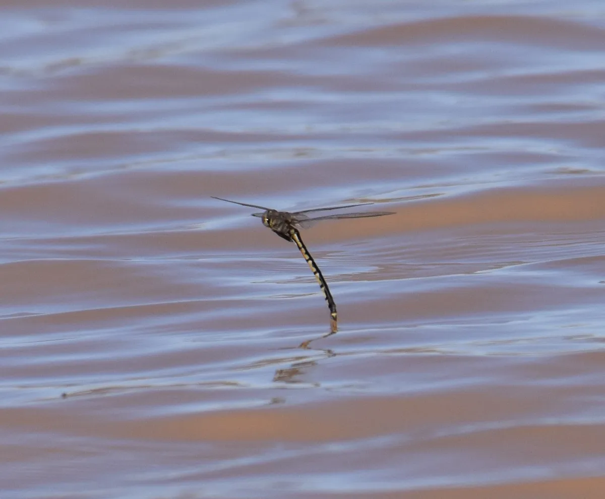 Libélula Esmeralda Tau