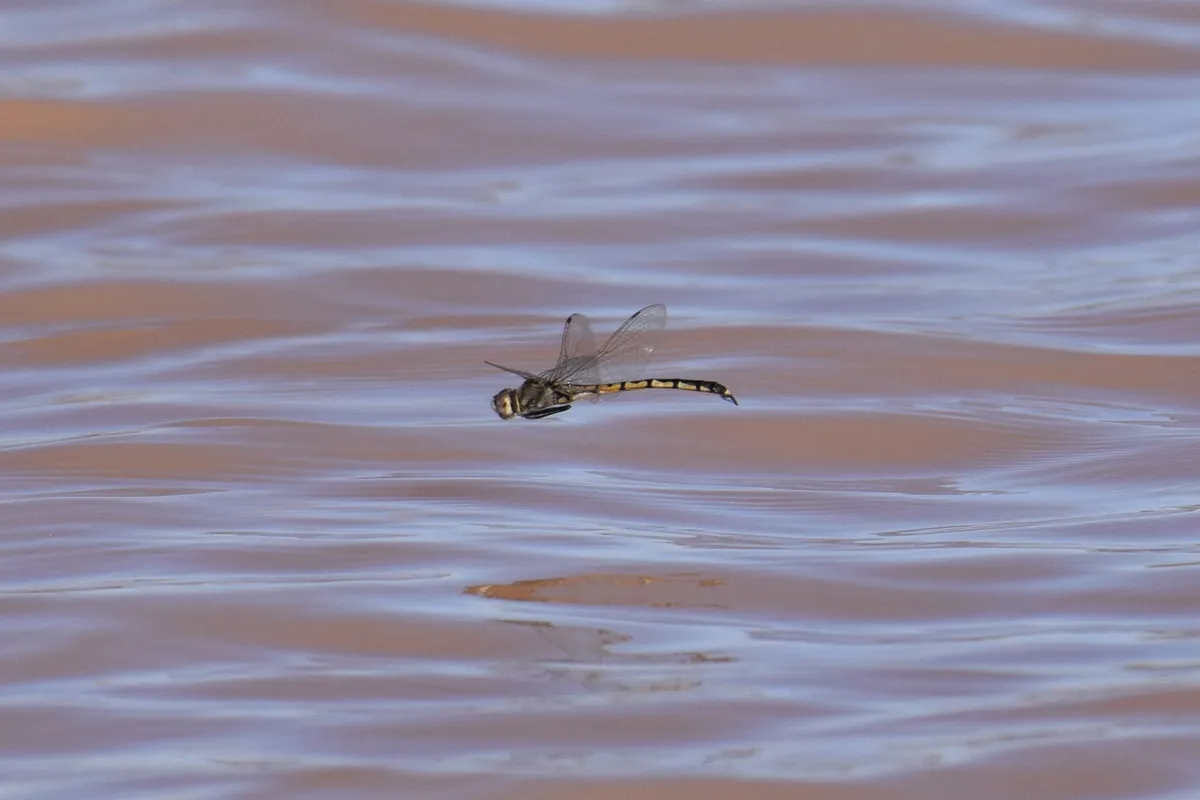 Libélula Esmeralda Tau