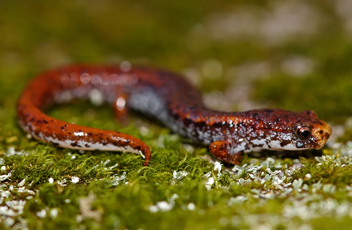 Salamandra de Cuatro Dedos