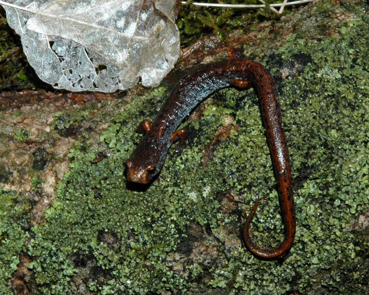 Salamandra de Cuatro Dedos
