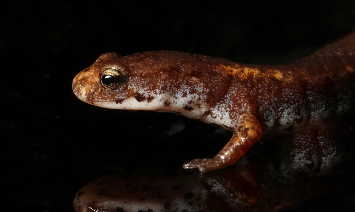 Salamandra de Cuatro Dedos
