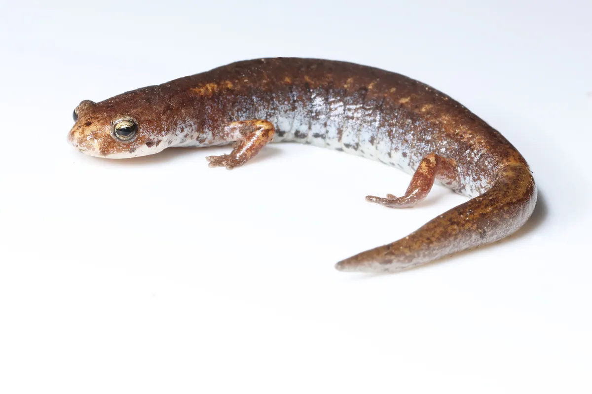 Salamandra de Cuatro Dedos