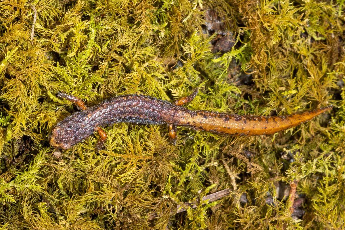 Salamandra de Cuatro Dedos