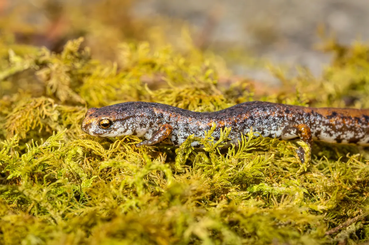 Salamandra de Cuatro Dedos