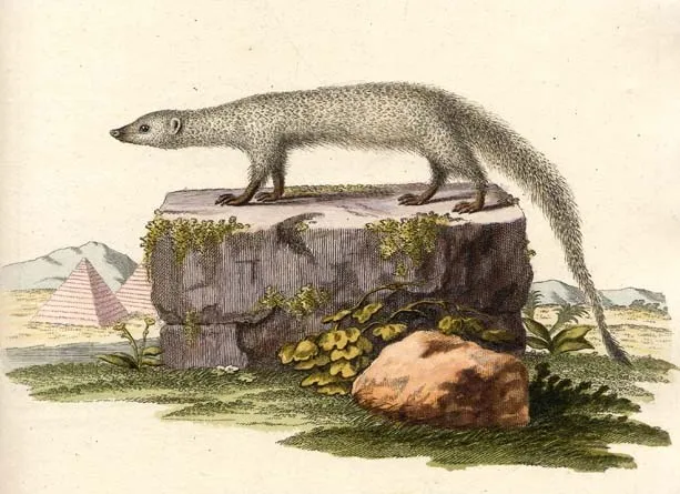 Mangosta egipcia
