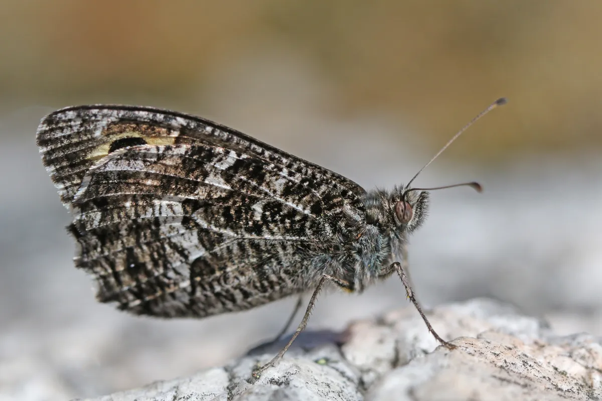 Hipparchia semele