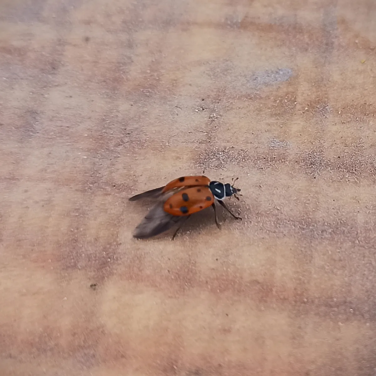 Hippodamia convergens