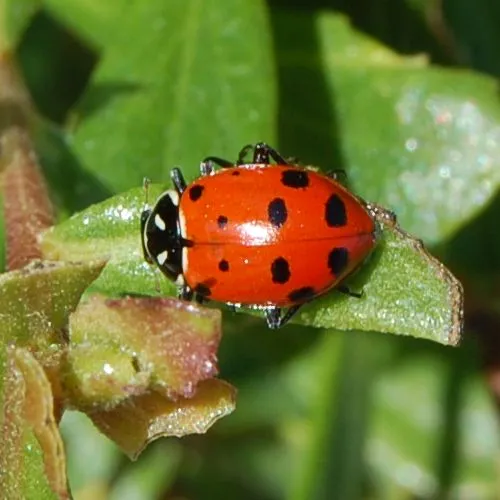Mariquita Convergente