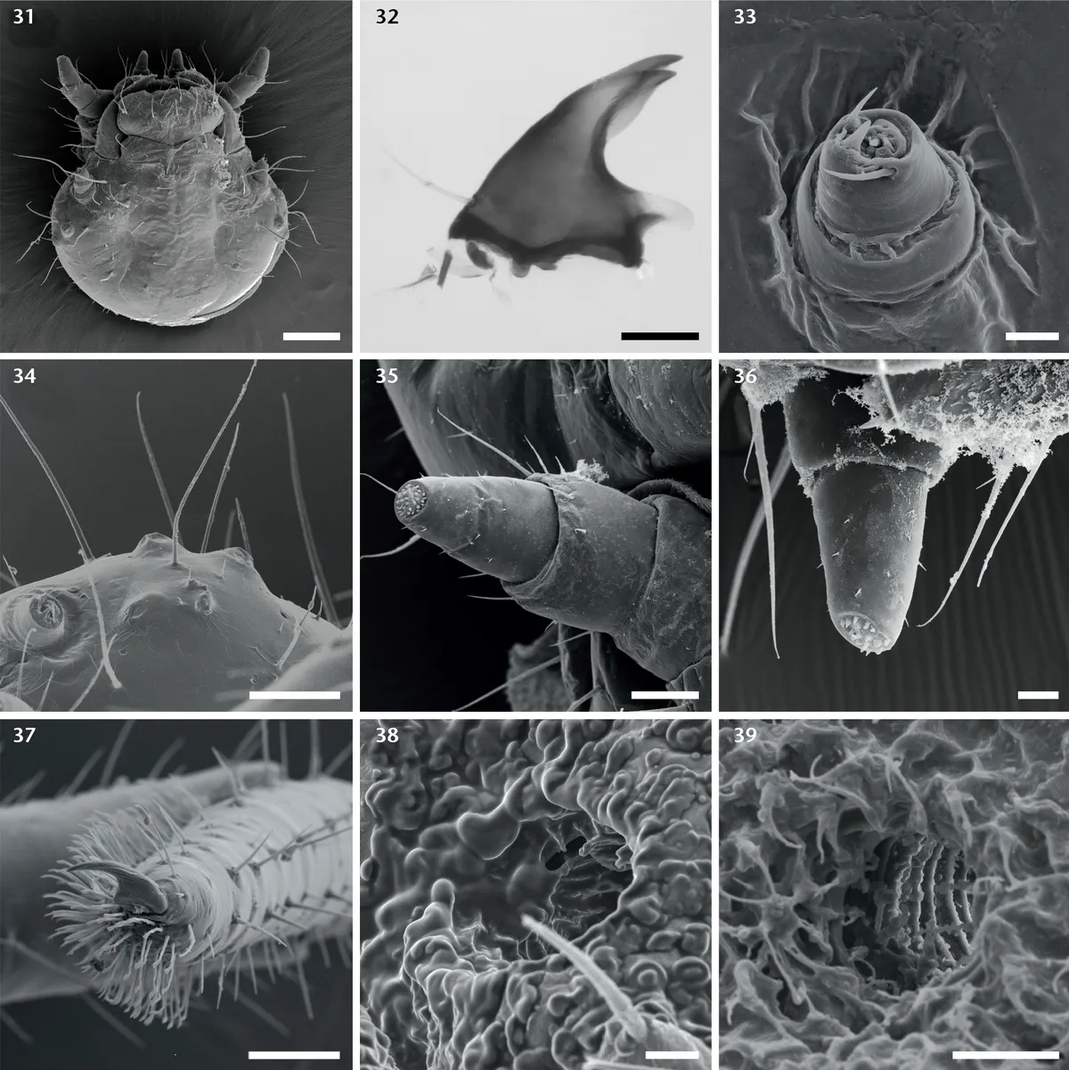 Mariquita Convergente