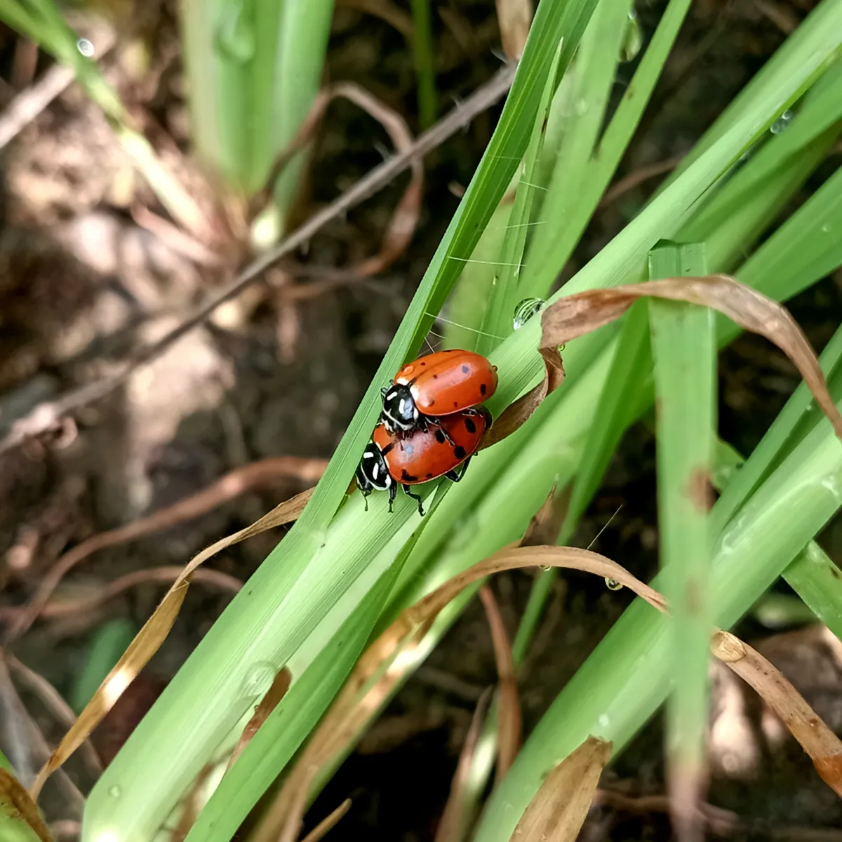 Mariquita Convergente