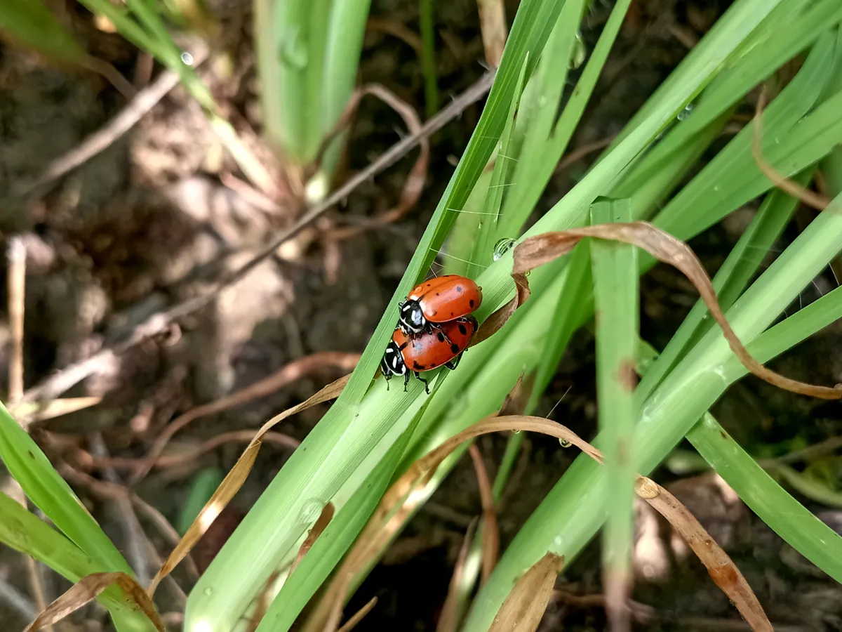 Mariquita Convergente