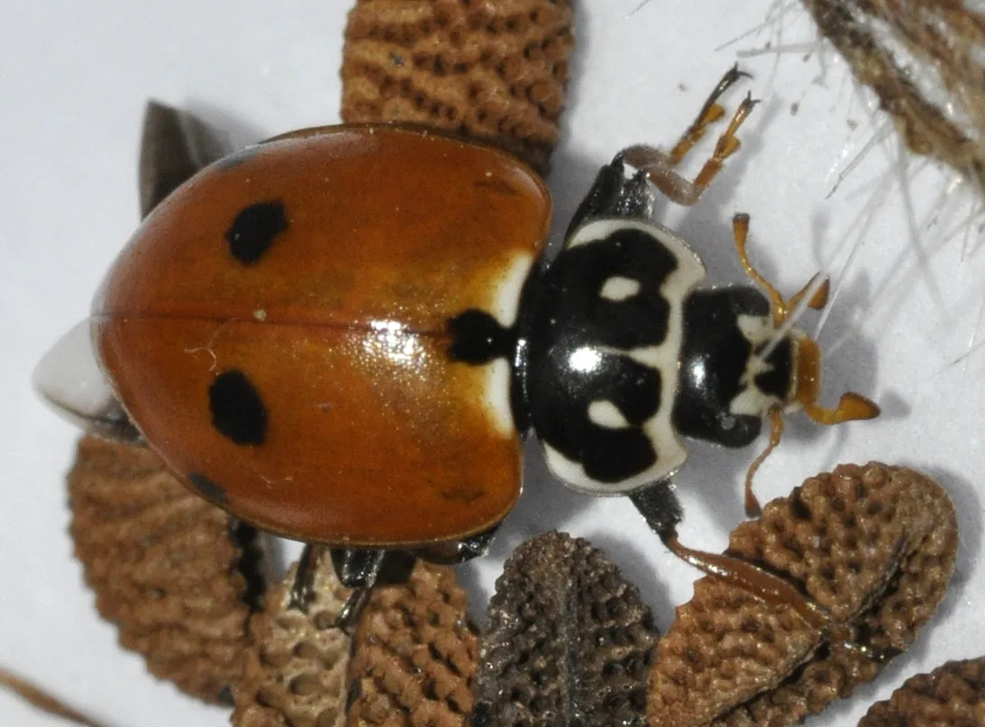 Hippodamia variegata