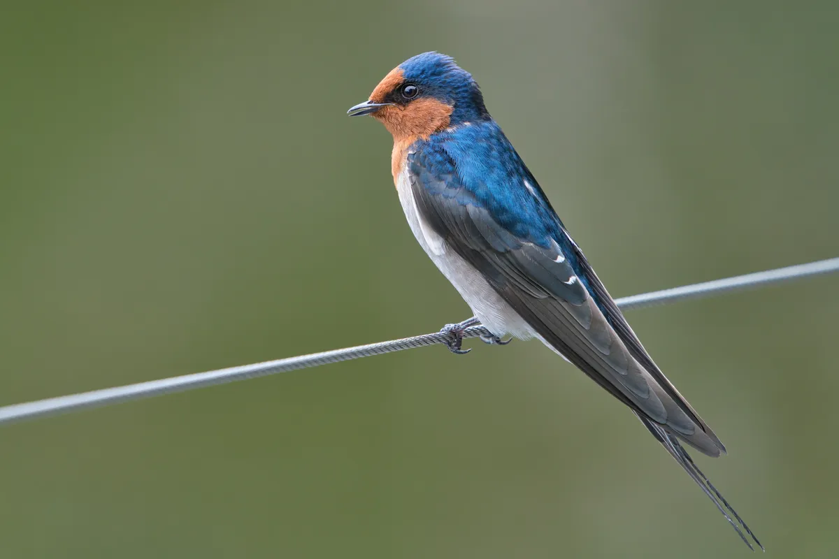 Welcome Swallow