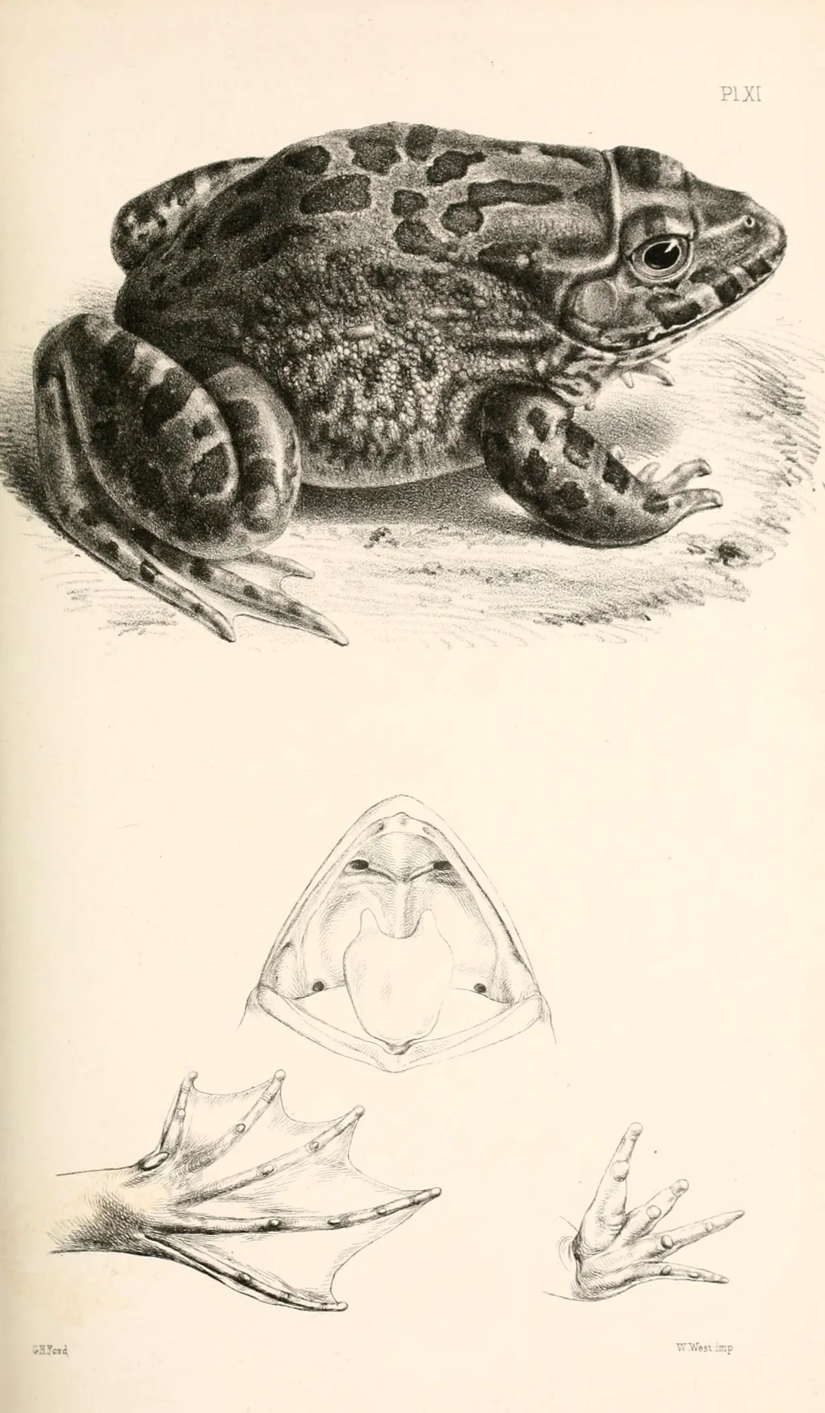 Hoplobatrachus occipitalis