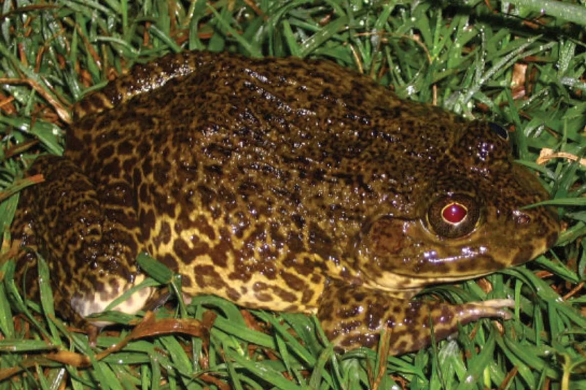 Hoplobatrachus rugulosus