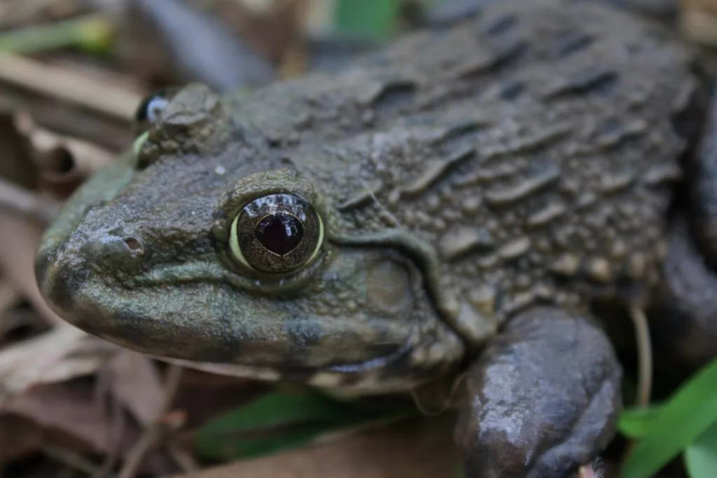 Asian Peters Frog