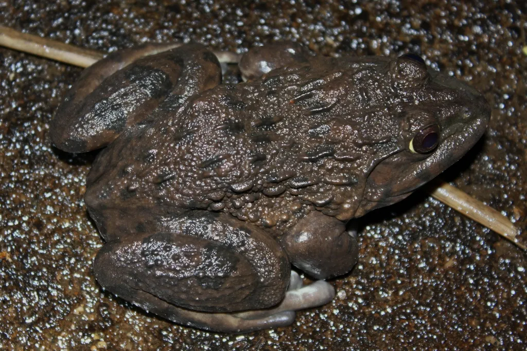 Asian Peters Frog