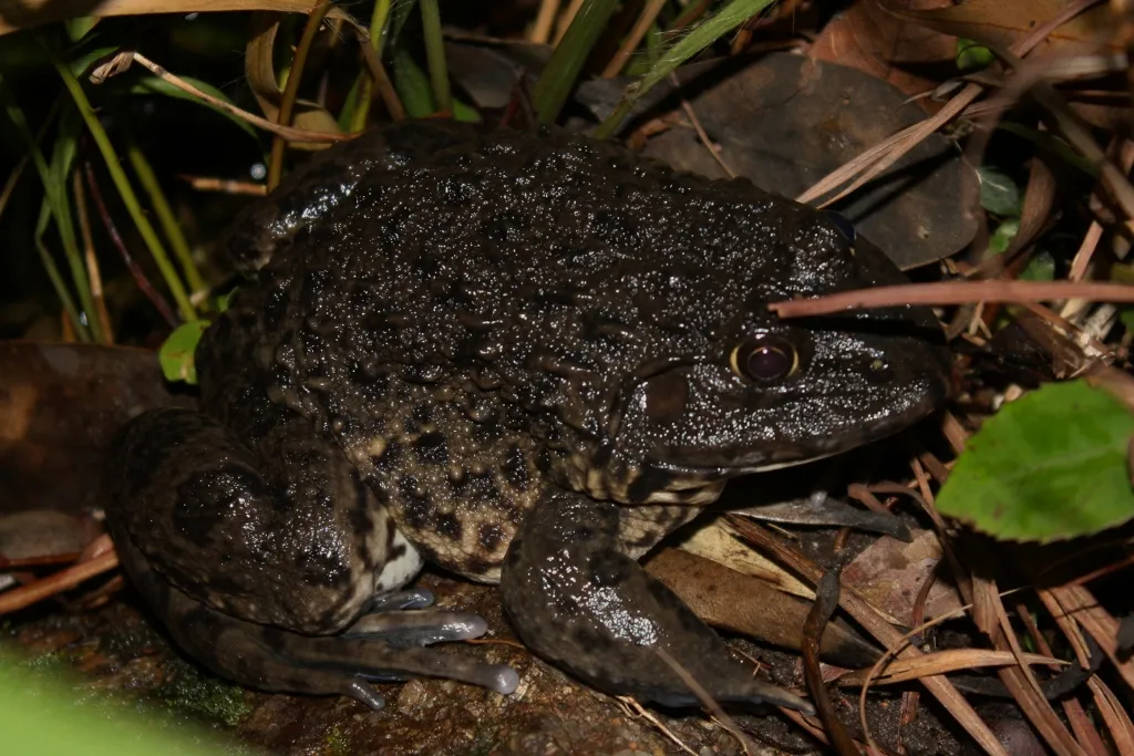 Asian Peters Frog