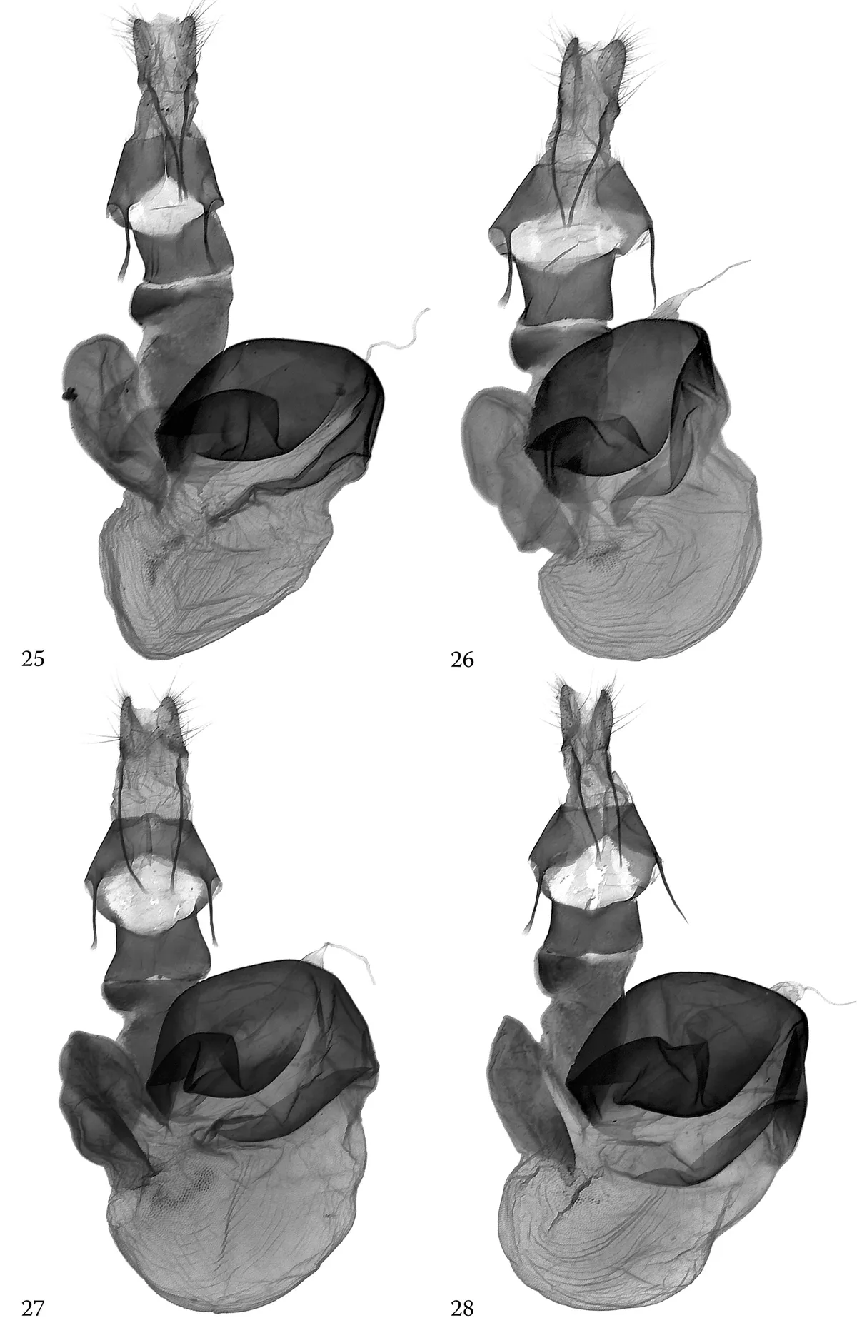 Hoplodrina octogenaria