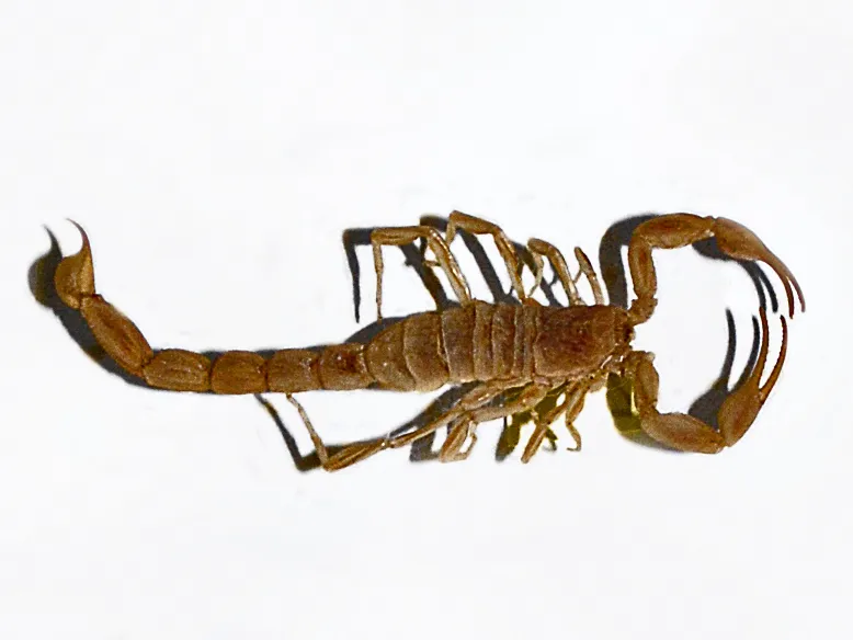 Hottentotta conspersus