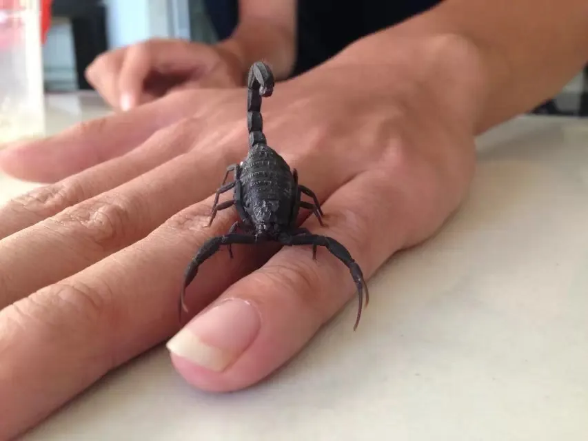 Escorpión de Pallary