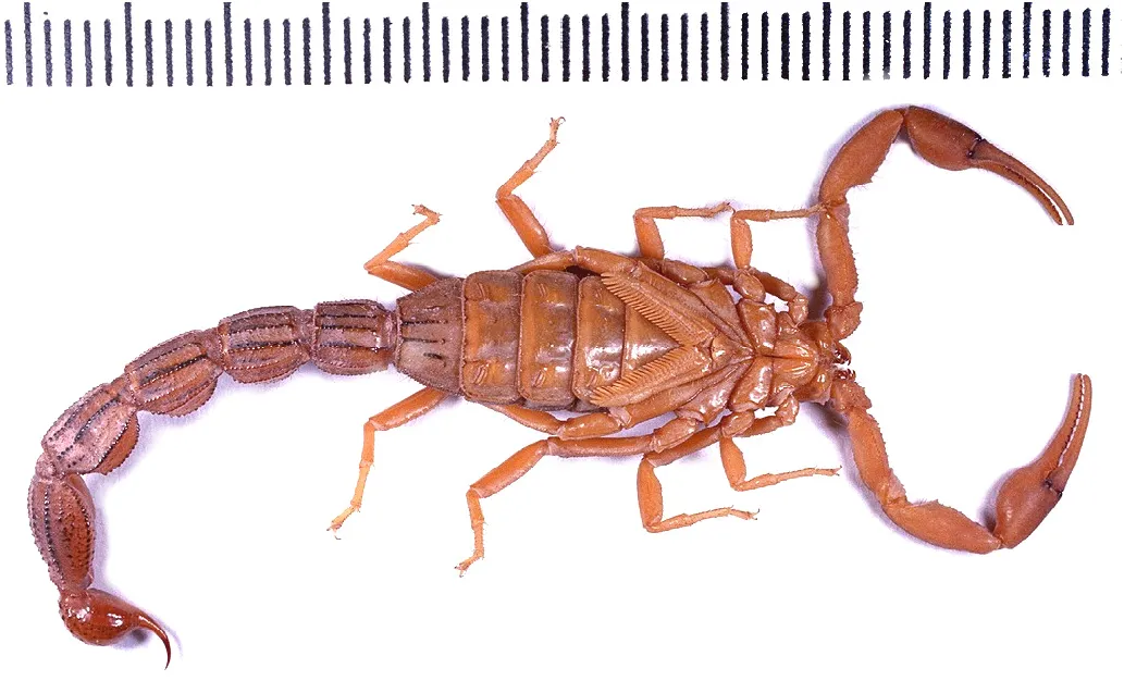 Escorpión Hottentotta