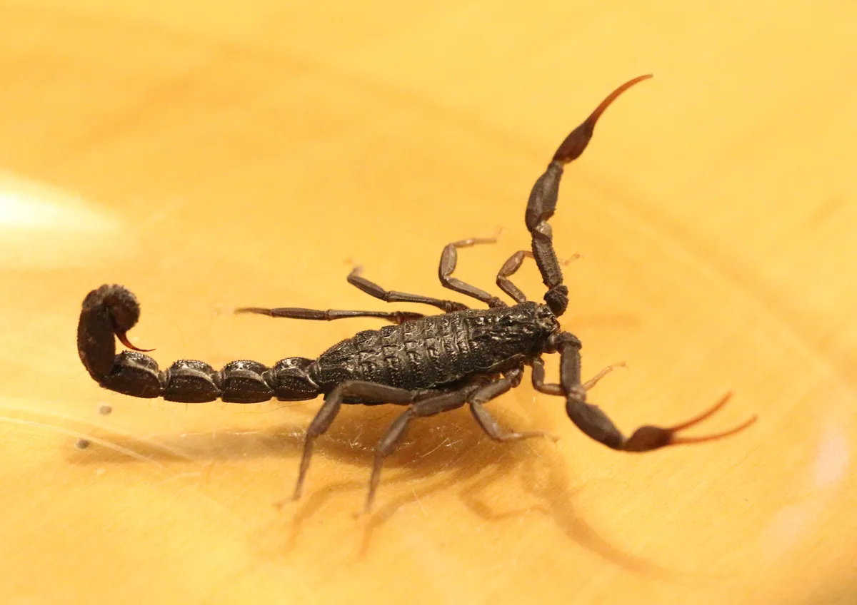 Hottentotta judaicus