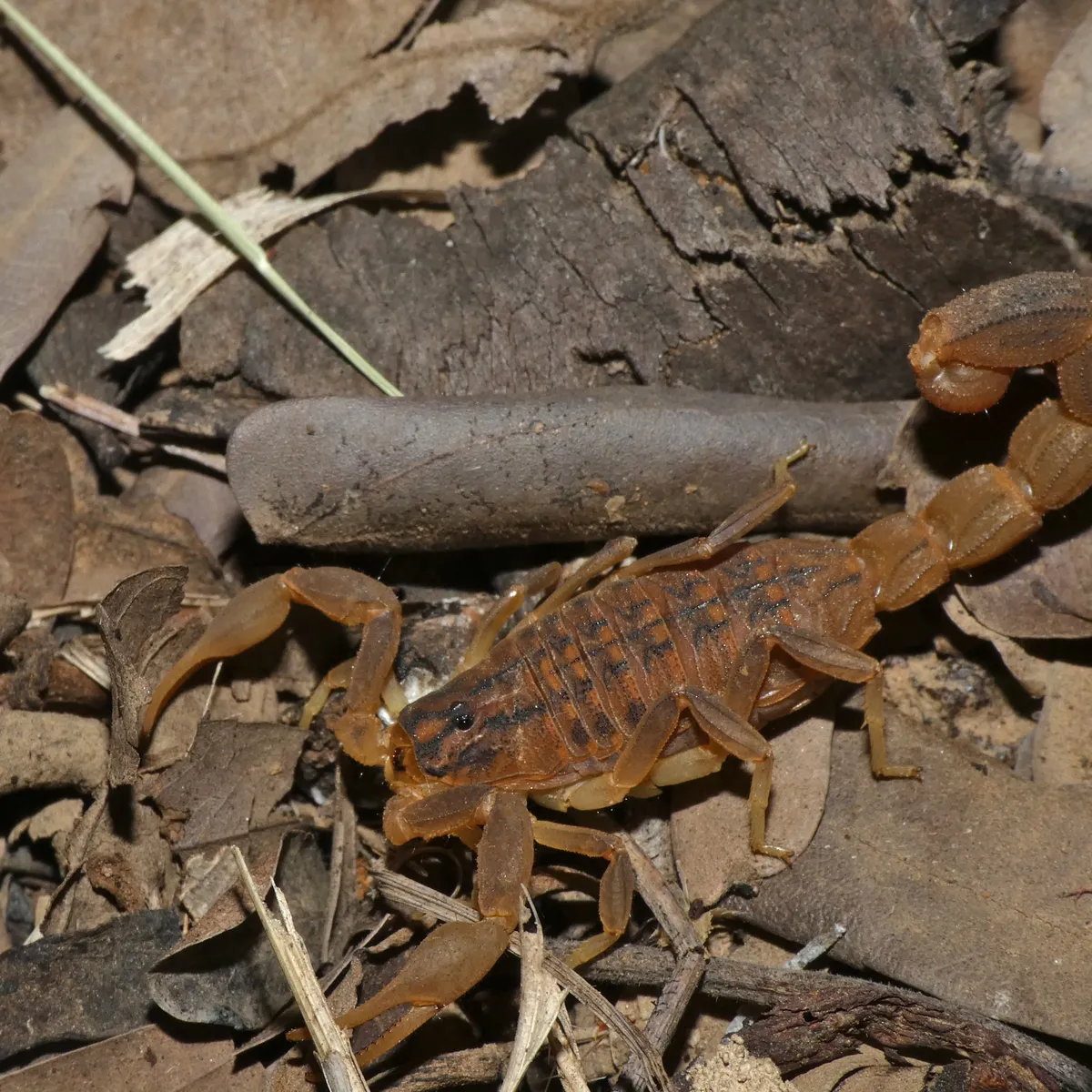 Hottentotta trilineatus