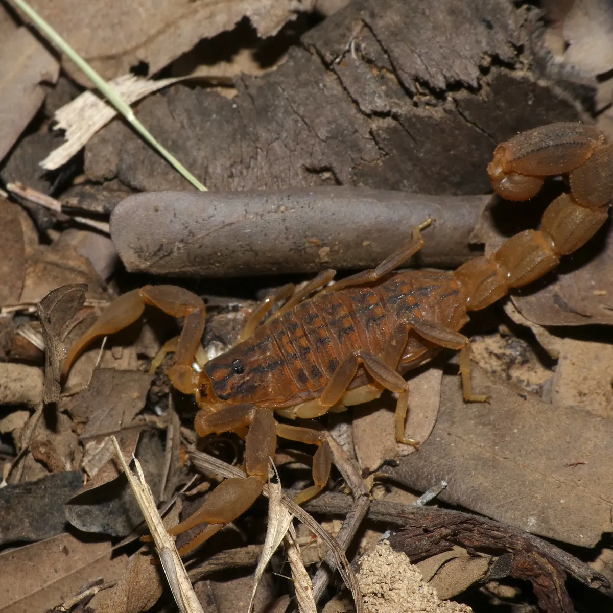 Escorpión Trilineado