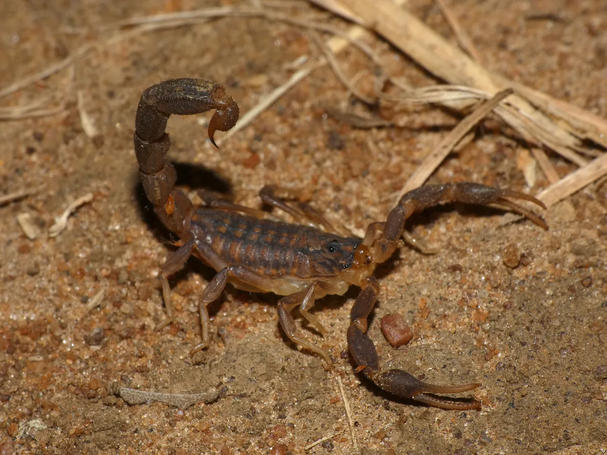 Escorpión Trilineado