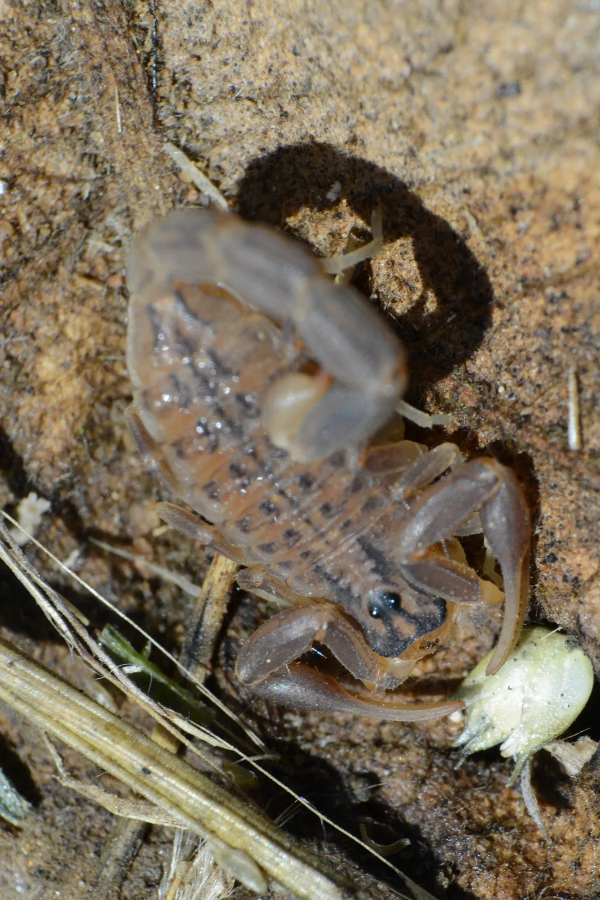 Escorpión Trilineado