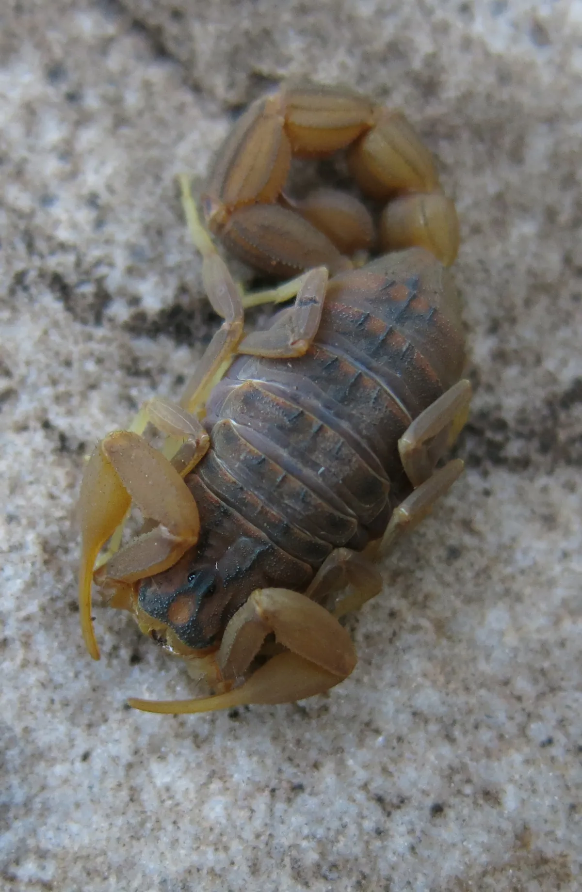 Escorpión Trilineado