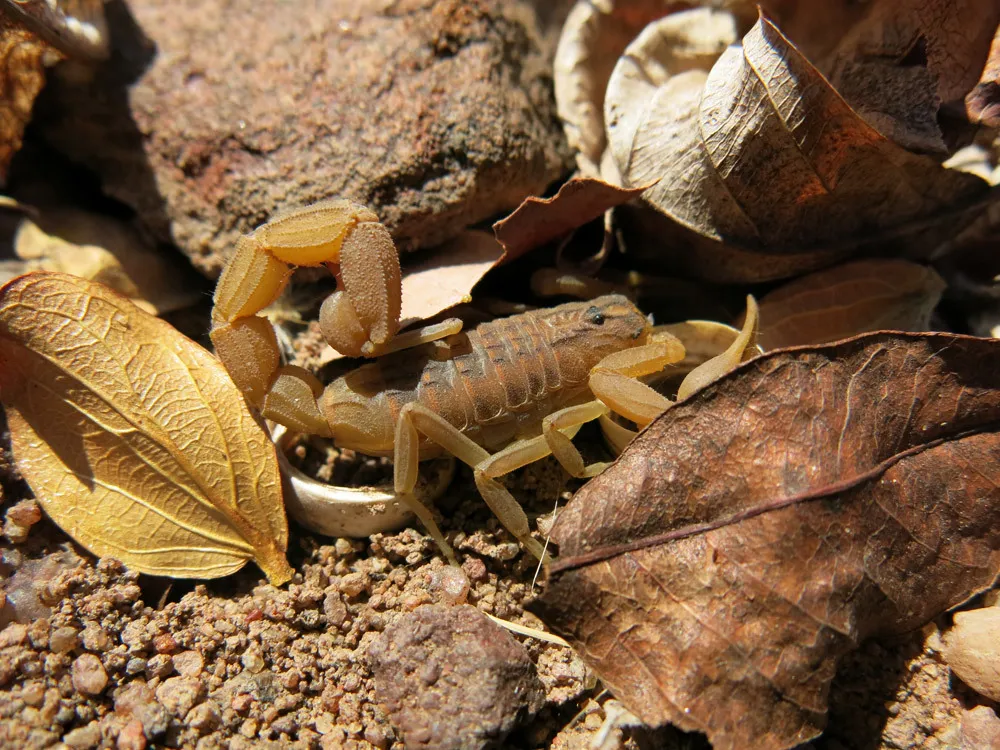 Escorpión Trilineado