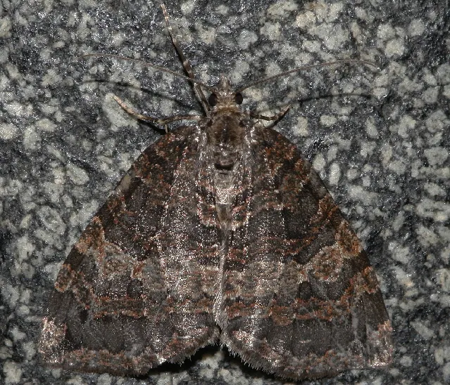 Hydriomena furcata