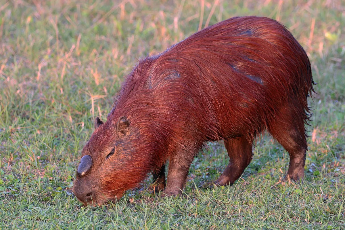 Capibara