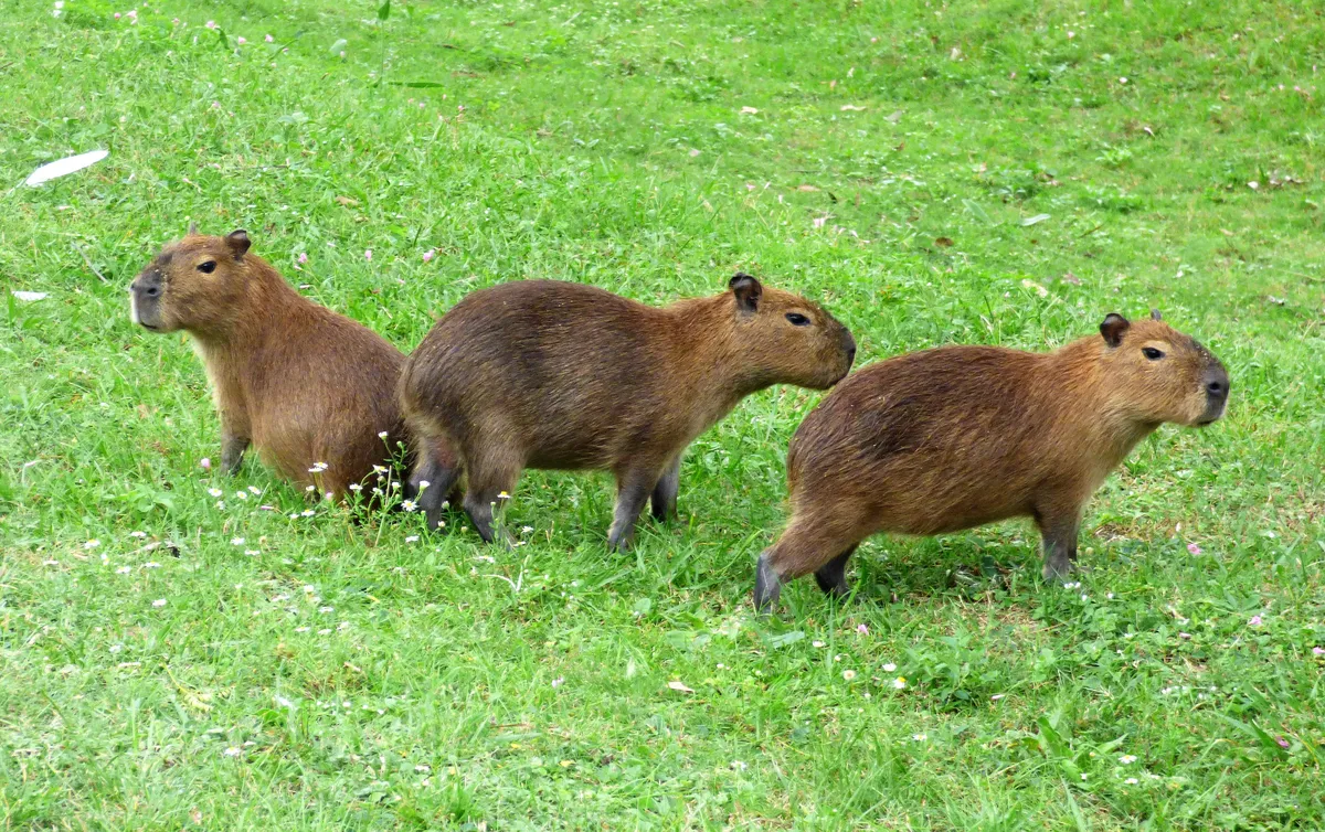 Capibara