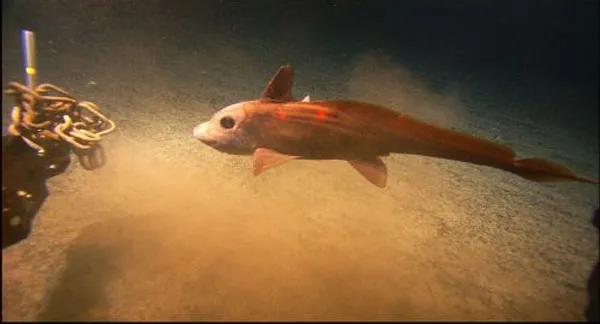 Quimera de Ojos Grandes