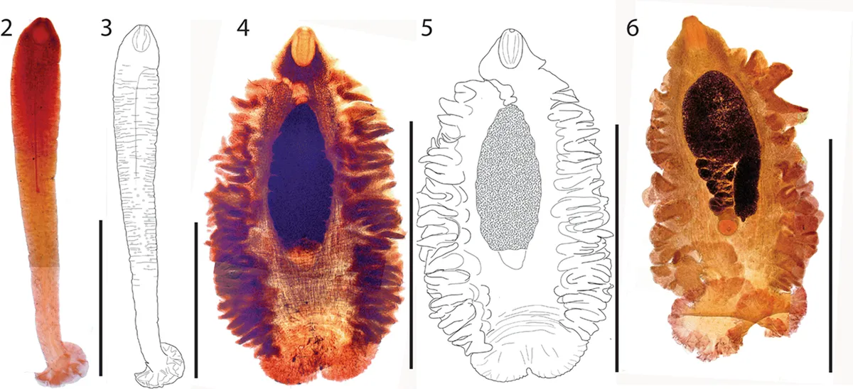 Large-eyed Rabbitfish