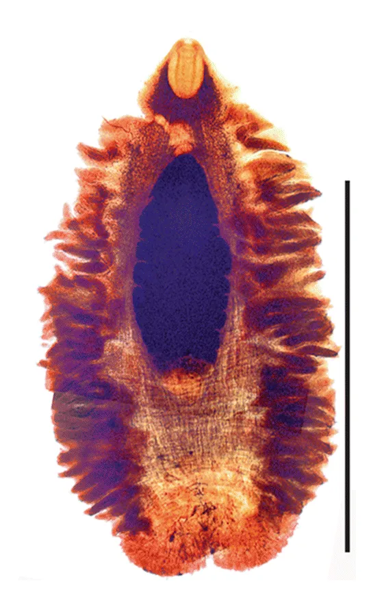 Large-eyed Rabbitfish