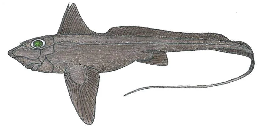 Large-eyed Rabbitfish