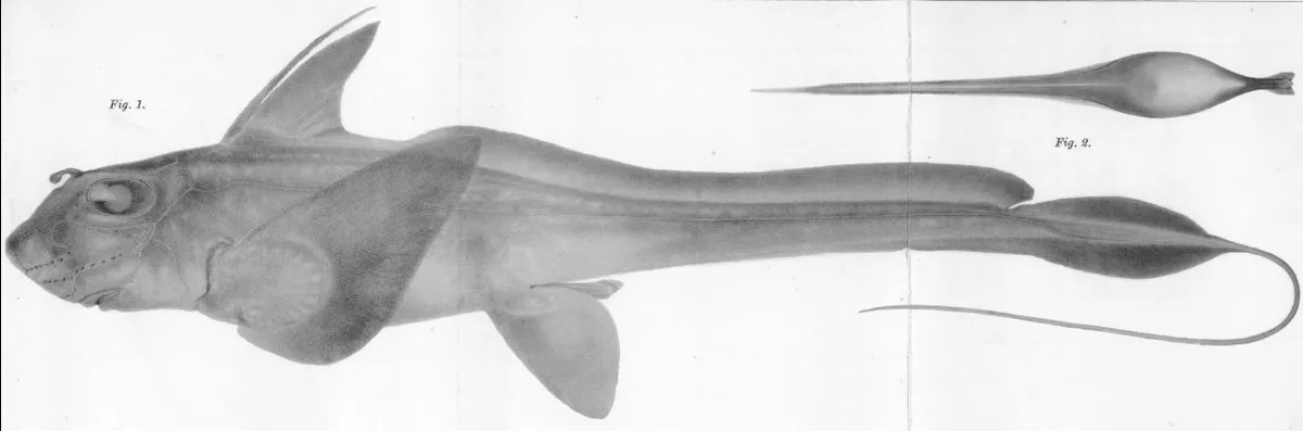 Quimera de Mitsukuri