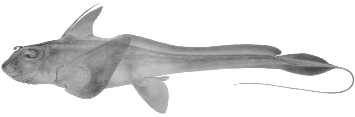 Quimera de Mitsukuri