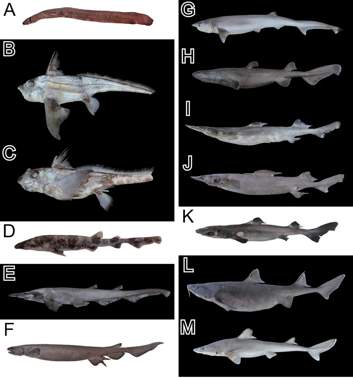 Quimera de Mitsukuri
