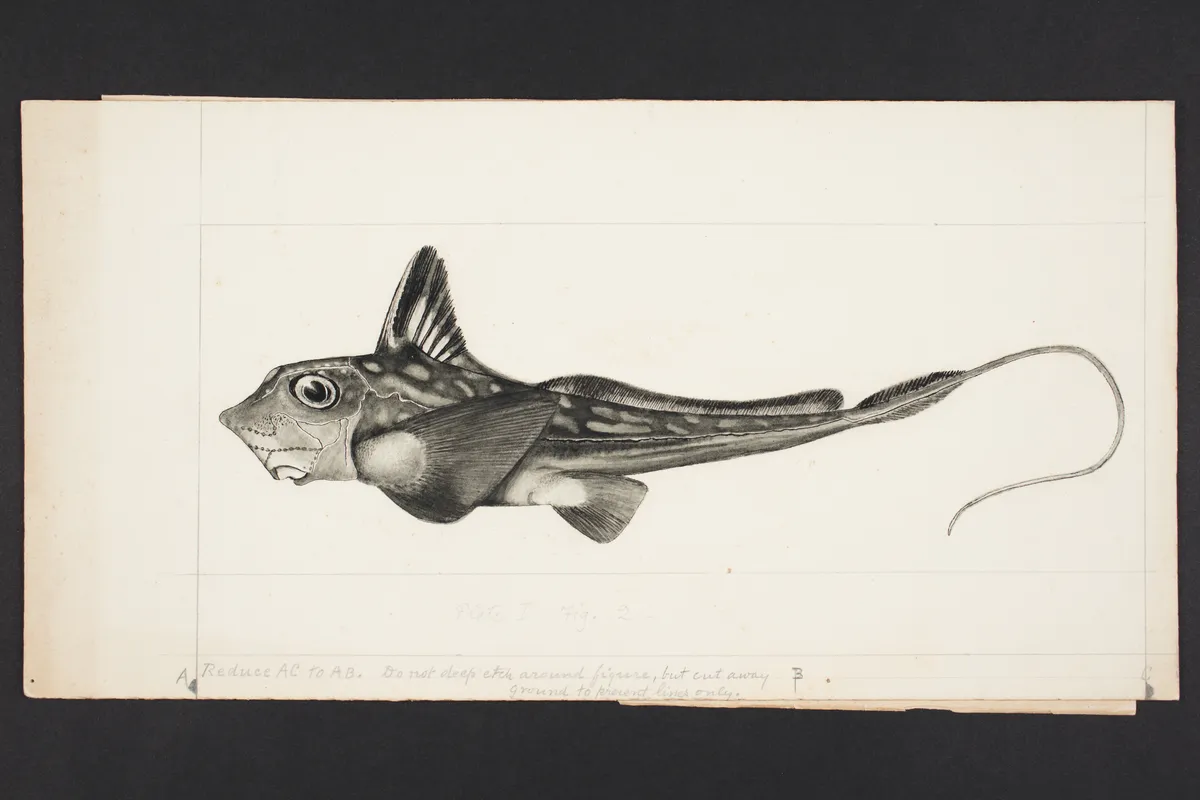 Tiburón Fantasma Oscuro