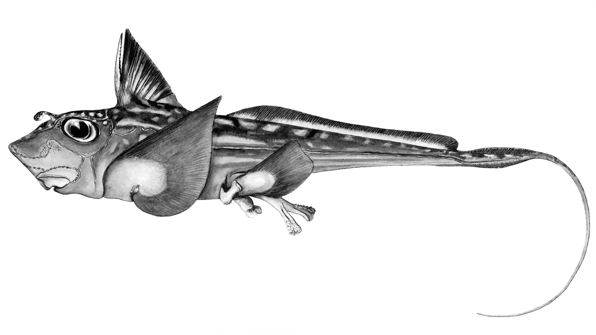 Tiburón Fantasma Oscuro