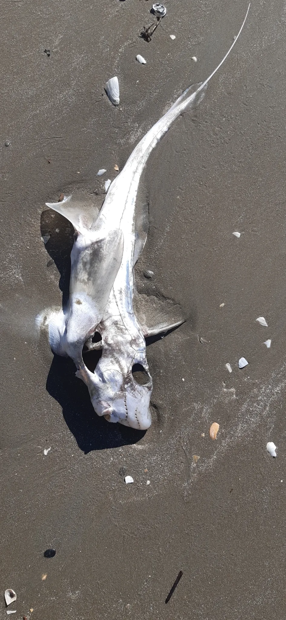 Tiburón Fantasma Oscuro