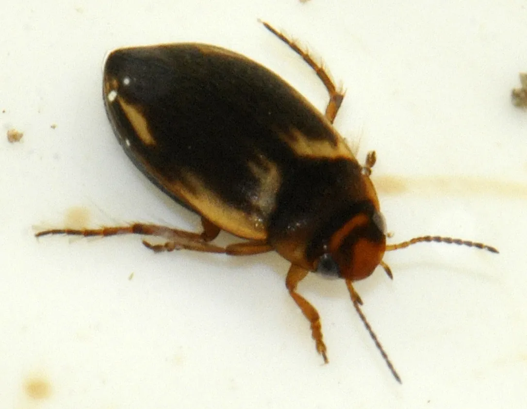 Hydroporus palustris