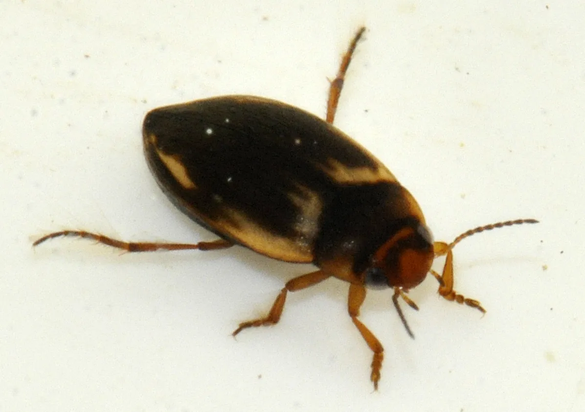 Escarabajo Acuático de Pantano