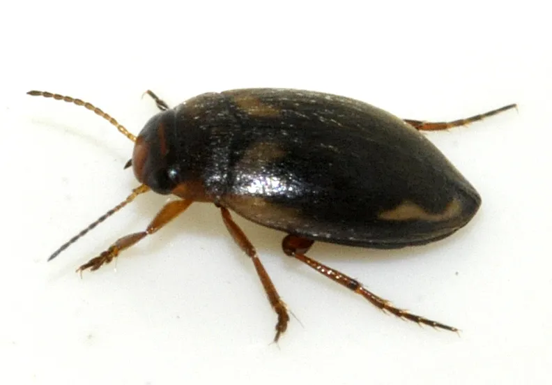 Escarabajo Acuático de Pantano