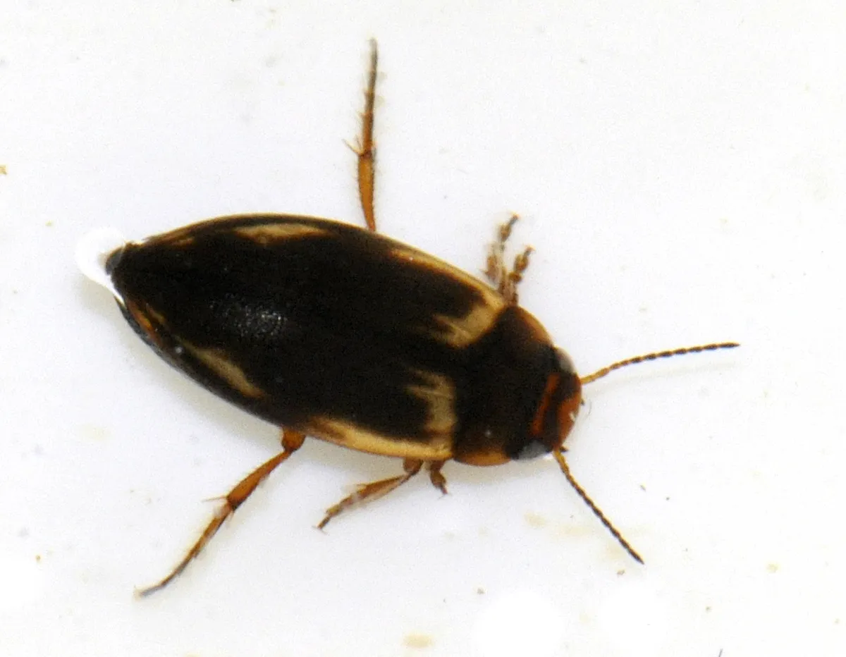 Escarabajo Acuático de Pantano